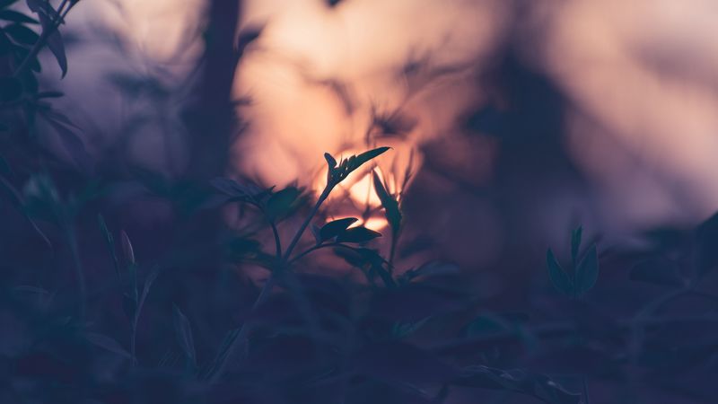plant, leaves, macro, blur, sunset, branches, 4k