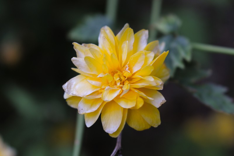 nature, flowers, plants, yellow flowers