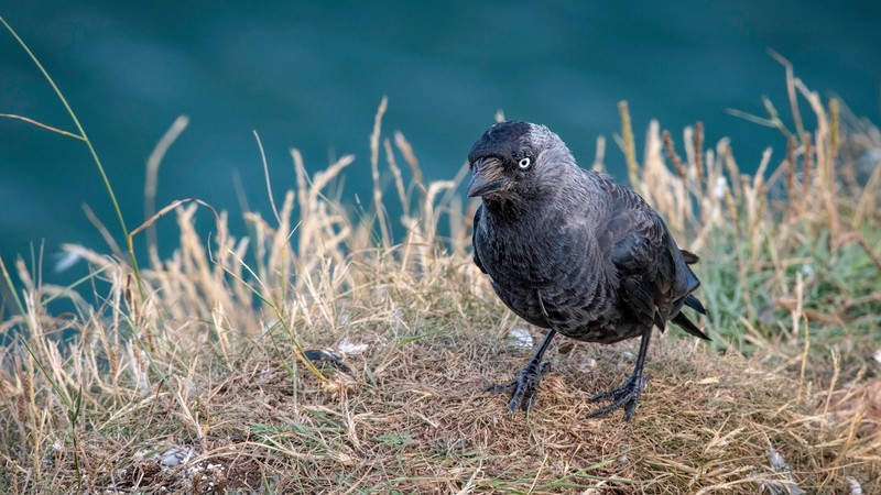 nature, animals, birds