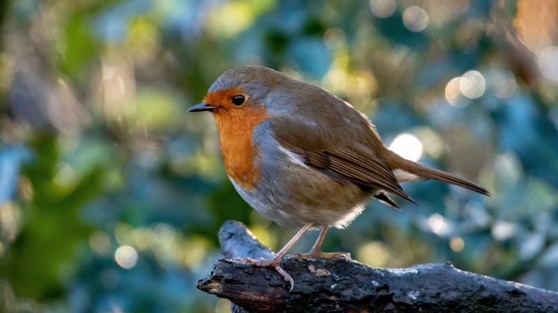 animals, nature, birds