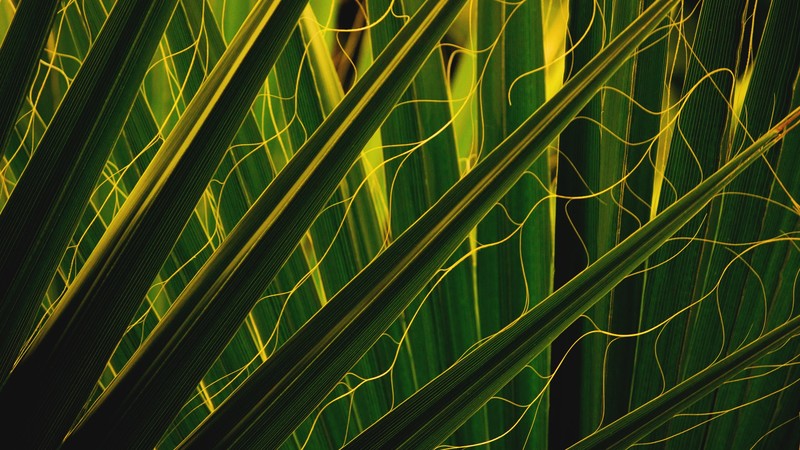 leaves, nature, green, plants, macro, depth of field, palm trees, Iowa, USA