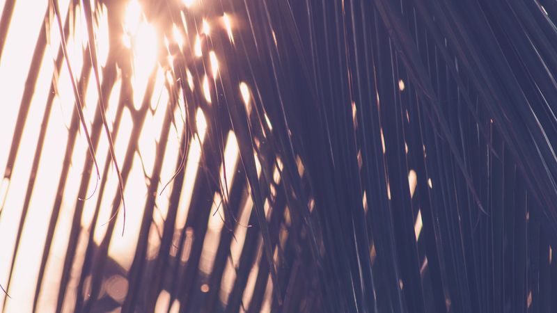 palm, leaves, sunlight, blur, 4k