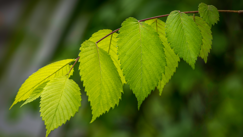 leaves, plants, macro, depth of field, photography, green, branch, USA