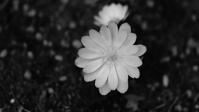 flower, macro, bw, bloom, white, 4k