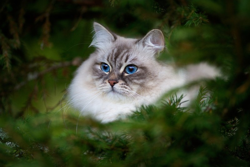 outdoors, blue eyes, animal eyes, cats, animals, mammals