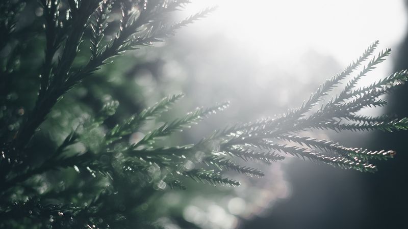 branch, pine, blur, macro, sunlight, 4k