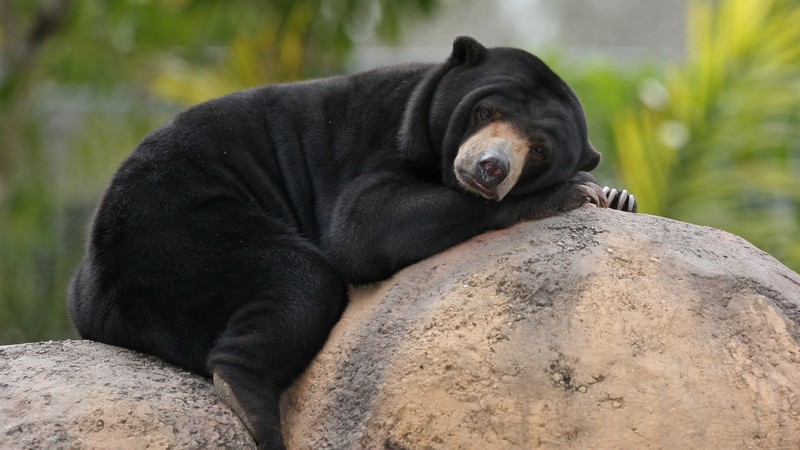 black bear, animals, nature, stones, sleeping, bears