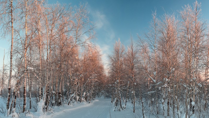 winter, forest, snow, sky, clouds, trees, nature, landscape