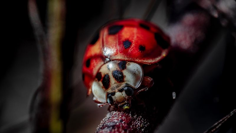 ladybug, insect, macro, blur, 4k
