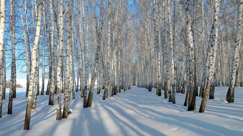 winter, snow, trees, nature, sky