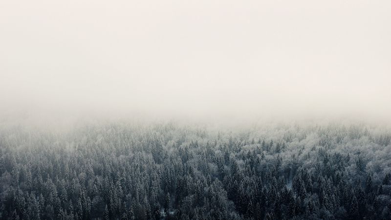 forest, fog, trees, sky, 4k
