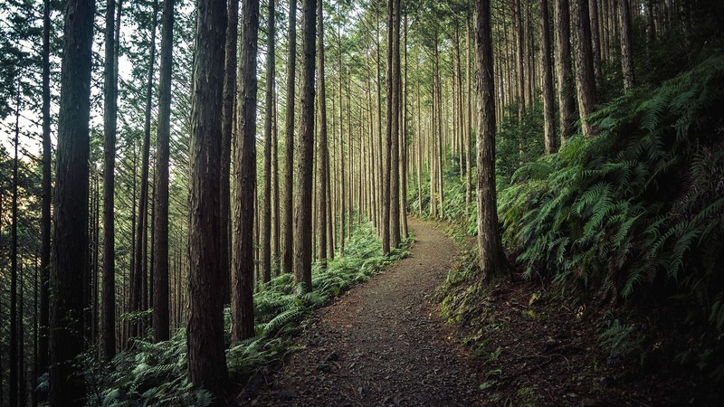 path, trees, rocks, plants, leaves, sunset, nature, forest, Japan