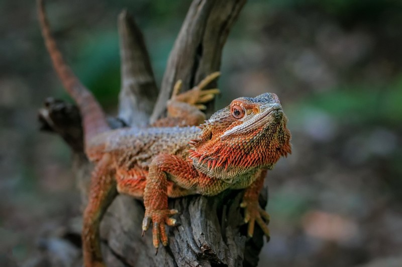 reptiles, animals, nature