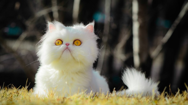cats, animals, nature