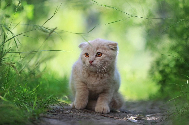 outdoors, animals, cats, mammals