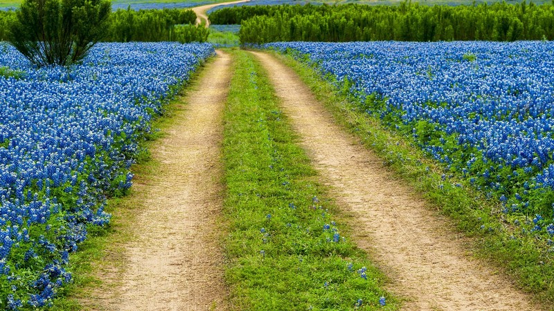 grass, nature, landscape, trees, plants, road, wildflowers, flowers, Texas Bluebonnet Flowers, Texas, USA