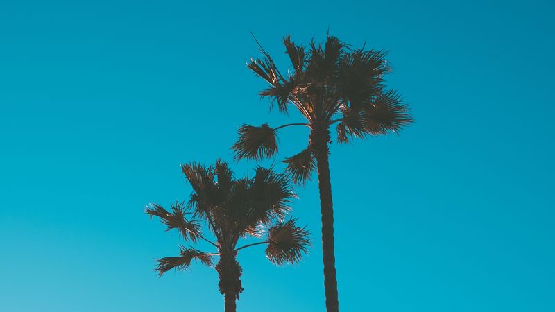palm trees, sky, tropics, trees, blue, 4k