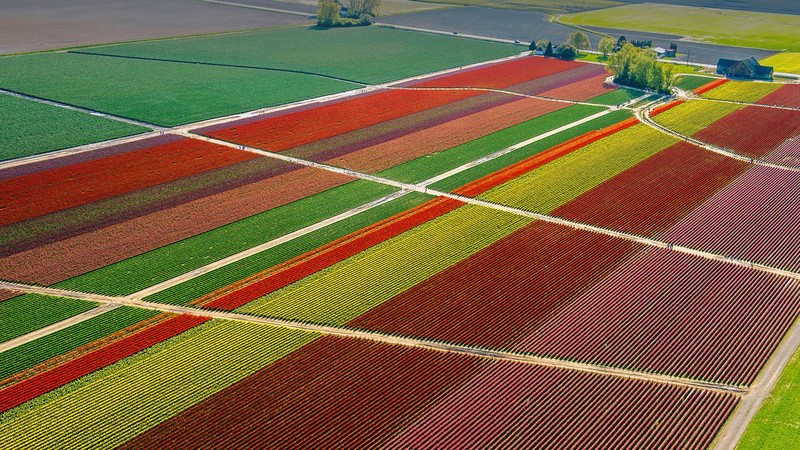 aerial view, drone photo, nature, landscape, tulips farm, field, house, trees, Skagit Valley, Washington, USA, road, path