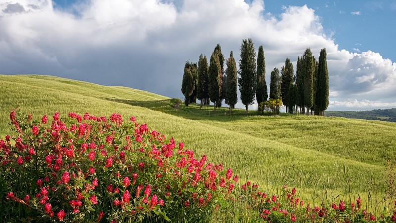 nature, plants, flowers, grass, sky, clouds, landscape, hills