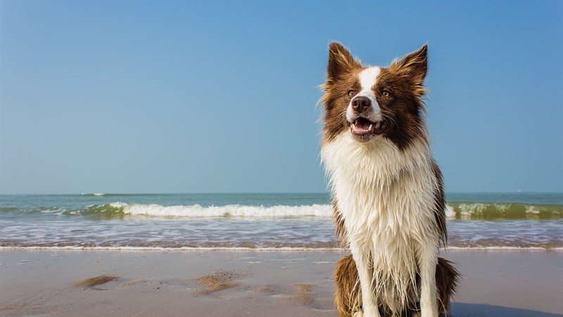 dog, animals, clear sky, sky blue, beach, waves, water, sand, wet, sea