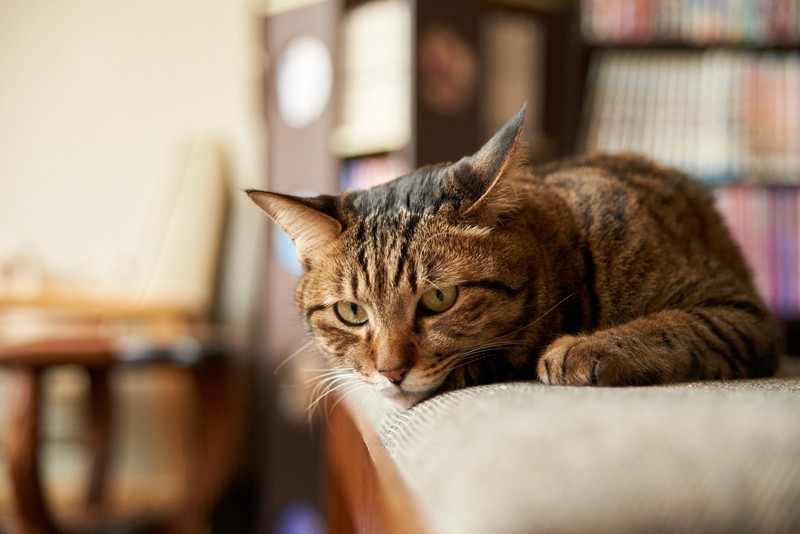 indoors, cats, animals, mammals