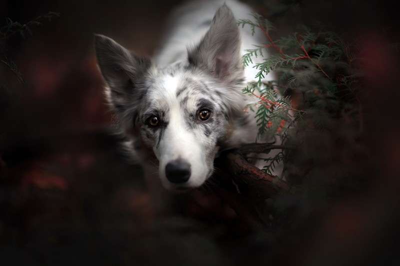 dog, animals, mammals