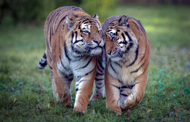 mammals, tiger, animals, big cats