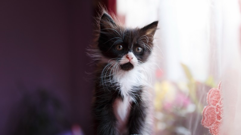 cats, animals, kittens