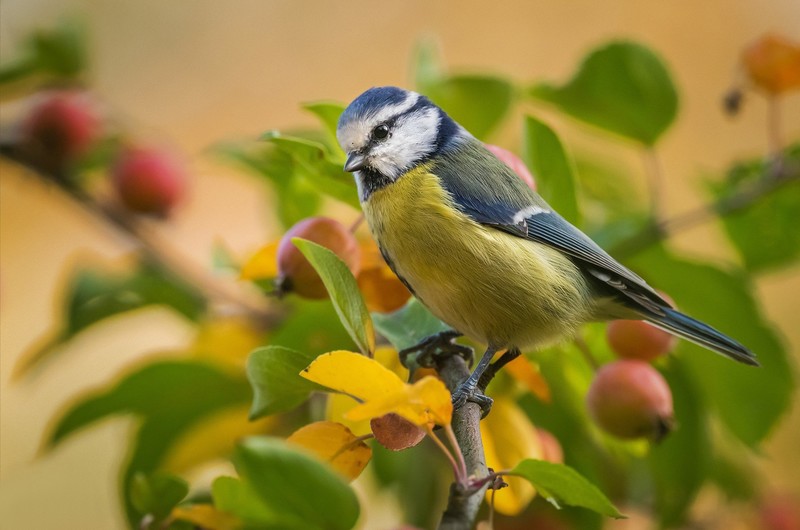 plants, animals, birds, twigs, branch, vibrant