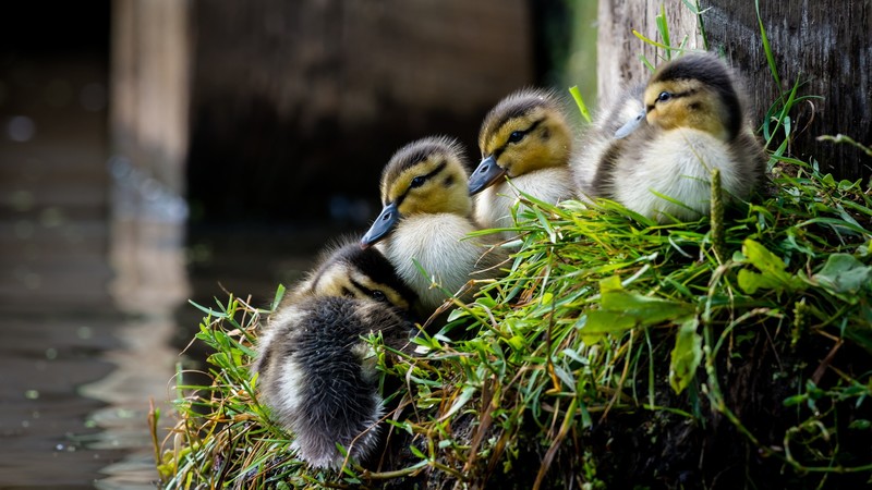 duck, animals, birds, baby animals, grass