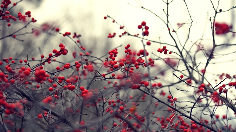 berries, branch, nature, plants, twigs