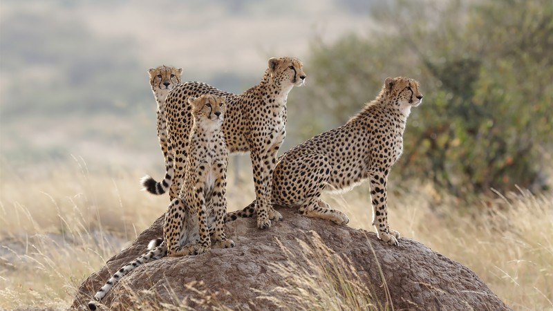 cheetah, big cats, animals, wildlife, plants, nature, mammals