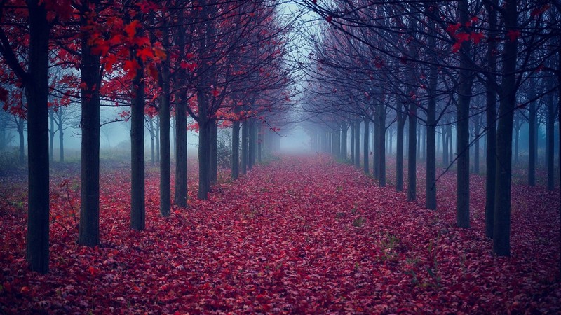fall, nature, trees, leaves, mist, forest, landscape