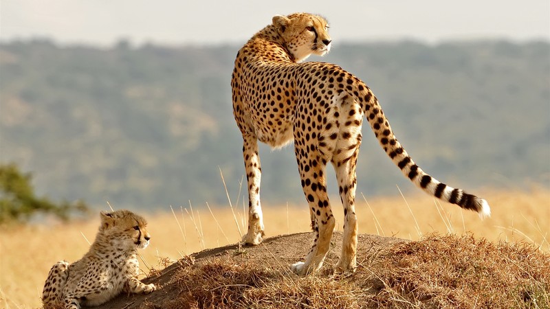 cheetah, animals, big cats, wildlife, nature, plants