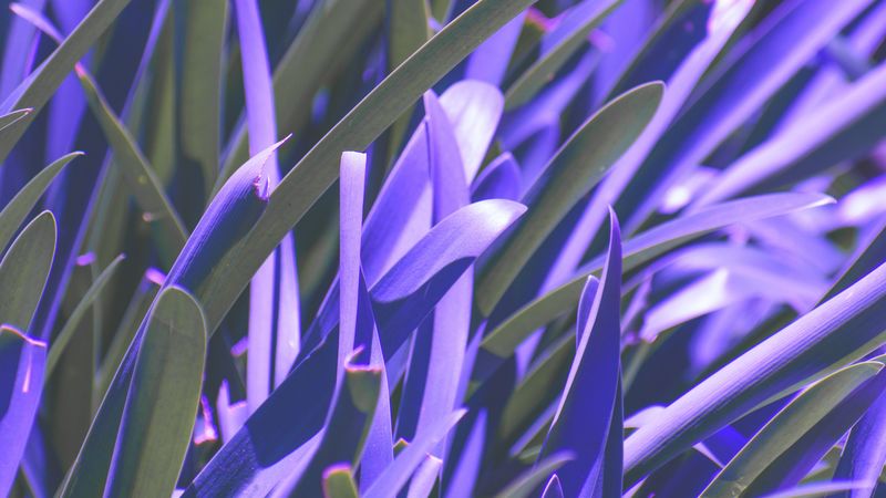 leaves, plant, purple, macro, blur, 4k