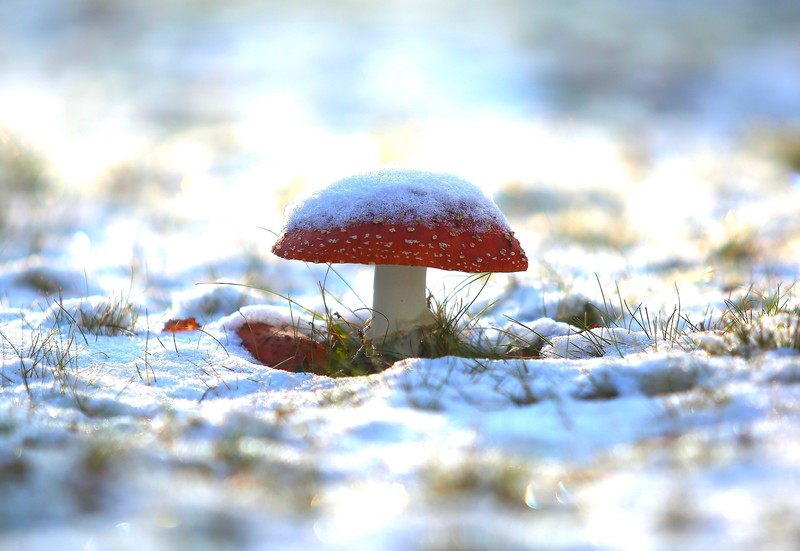 winter, snow, outdoors, mushroom