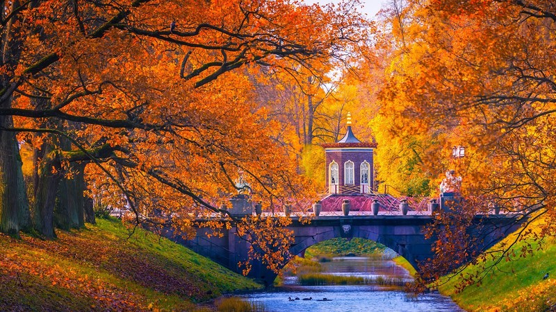 bridge, trees, fall, leaves, mandarin duck, river, St. Petersburg, Russia, landscape