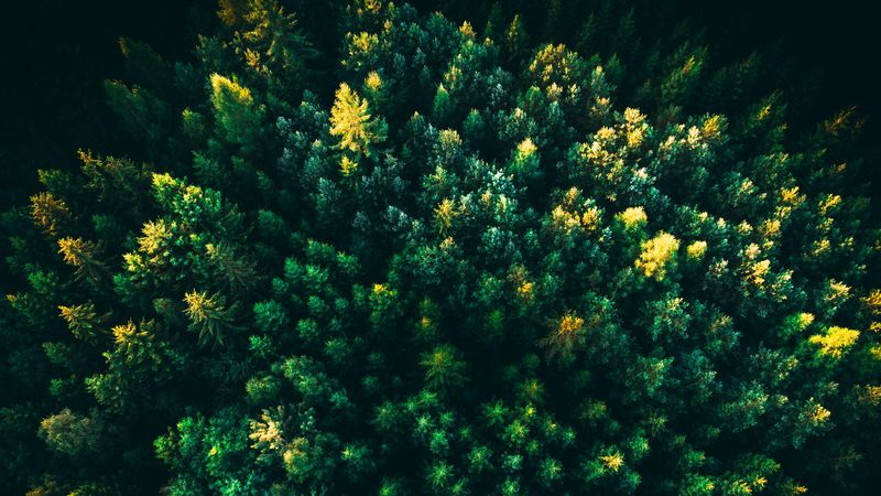 spruce, trees, forest, aerial view, 4k