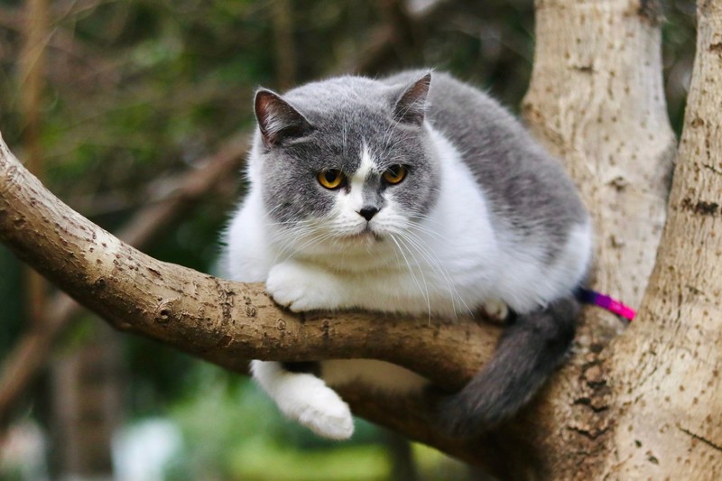 animals, mammals, cats