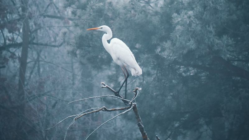 heron, bird, branch, fog, 4k