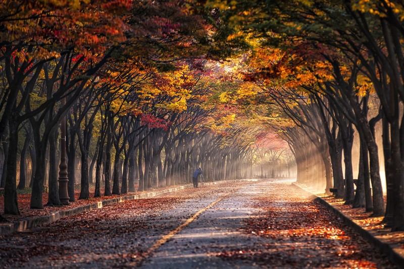 trees, fall, photographer, road, leaves, sun rays, morning