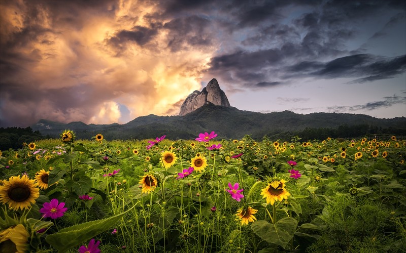 mountains, forest, sunflowers, yellow flowers, pink flowers, plants, flowers, clouds, Monsoon, landscape, nature