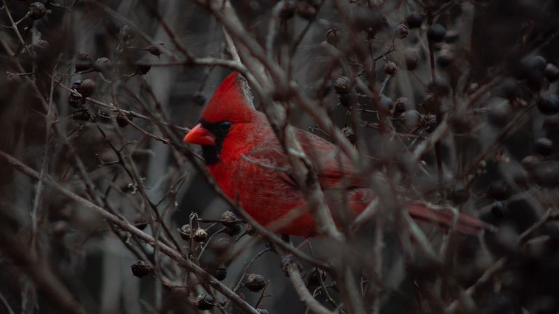 cardinal, bird, branches, beak, red, 4k