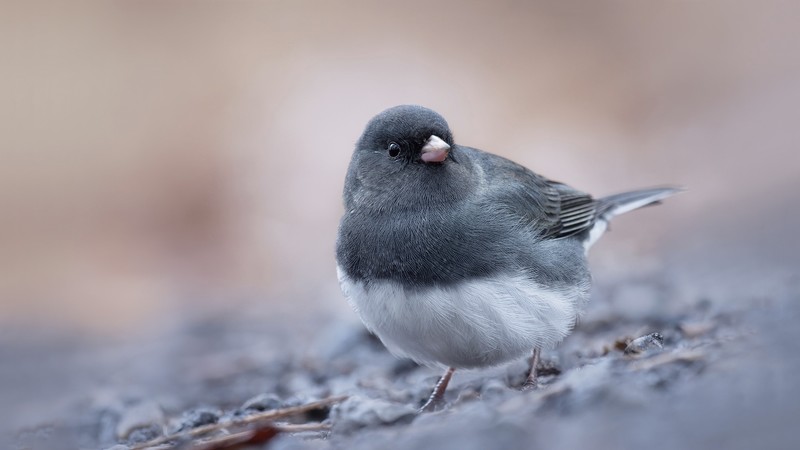 animals, birds, bokeh