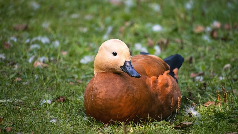 duck, animals, birds