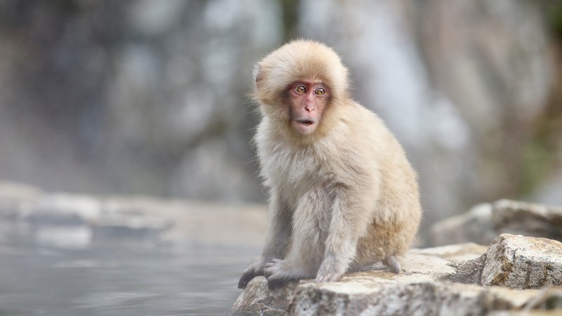 Japan, apes, animals, mammals