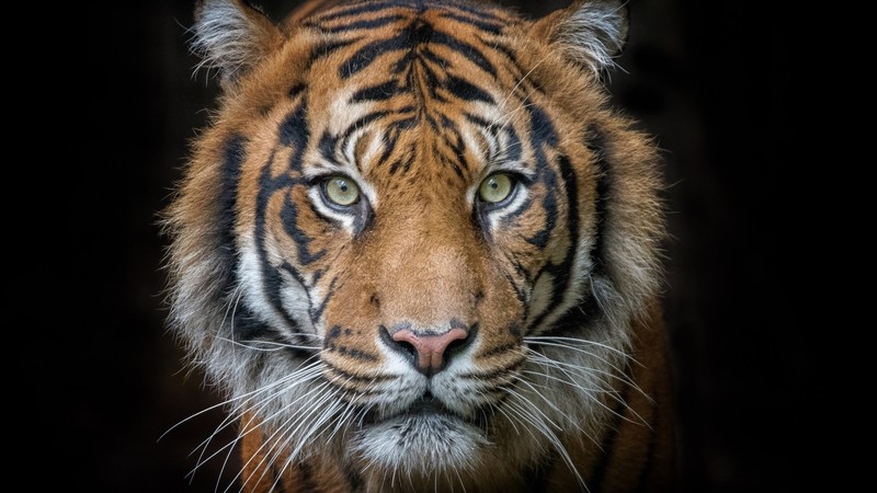 tiger, animals, dark, mammals, animal eyes, simple background, big cats, stripe, black background