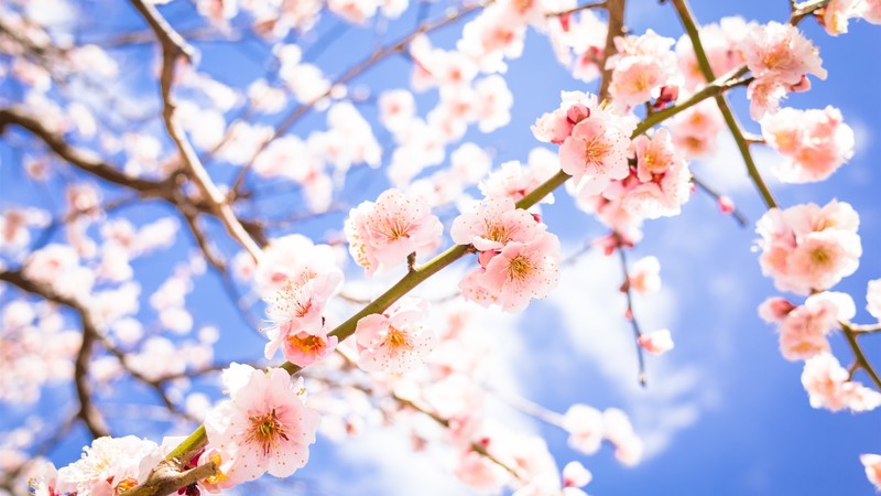 nature, blossom, sky blue, plants, flowers, twigs, colorful