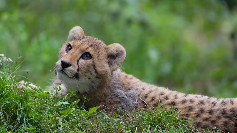 cheetah, animals, nature, big cats, mammals