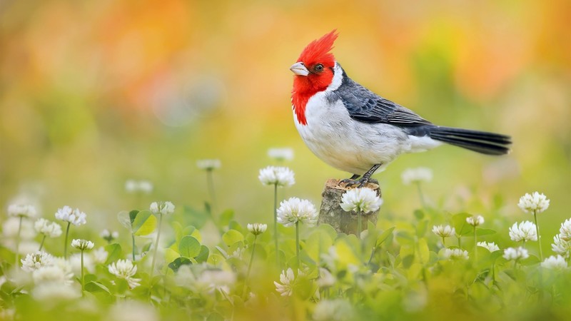 birds, animals, nature, plants, colorful, flowers